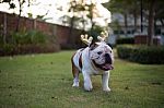 English Bulldog With Gold Horn Walk On The Park Stock Photo