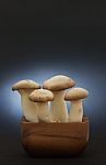 Eryngii Mushrooms Stock Photo