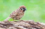 Eurasian Tree Sparrow Stock Photo