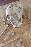 Excavated Archaeological Skull Stock Photo
