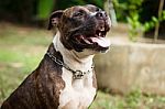 Face Of Pitbull Dog Stock Photo