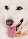 Face Of White Dog Stock Photo