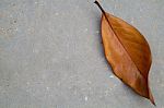 Fallen Leaf Stock Photo
