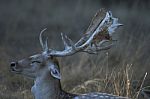 Fallow Deer  Buck Stock Photo