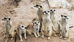 Family Of Meerkats Stock Photo