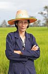 Farmer In The Rice Field Stock Photo