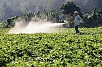 Farmer Spraying Pesticide Stock Photo