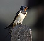 Female Swallow Stock Photo