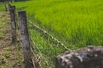 Fenced Field With Green Grass Stock Photo