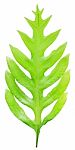 Fern Leaf Isolated On White Background Stock Photo