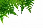 Fern Leaves On White Background Stock Photo