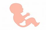 Fetal Growth In The Ninth Month Stock Photo