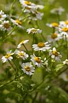 Feverfew - Tanacetum Parthenium - Daisy Flowers Stock Photo