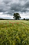 Field Of Barley - Red Poppies - Poppys Stock Photo