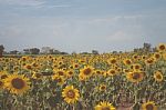 Field Of Sunflowers With Blue Sky. A Sunflower Field At Sunset,w Stock Photo