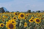 Field Of Sunflowers With Blue Sky. A Sunflower Field At Sunset,w Stock Photo