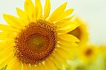 Field Of Sunflowers With Blue Sky. A Sunflower Field At Sunset,w Stock Photo