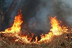 Fire On Dry Grass And Trees Stock Photo