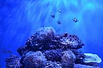 Fish And  Coral Stock Photo