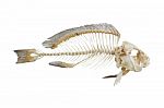 Fish Bone Stock Photo
