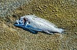 Fish Rotting On Sand Beach Stock Photo