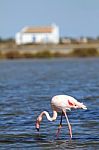 Flamingo Stock Photo