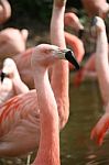 Flamingo Stock Photo