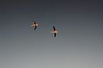 Flamingos Flying With Spread Wings Stock Photo