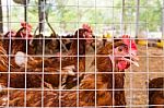 Flock Of Chickens In Cage. Close Up Stock Photo