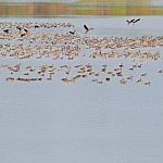 Flocks Of Whistling Ducks Stock Photo