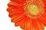 Flower Stock Photo