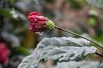 Flower And Water Droplet Stock Photo