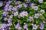 Flower Background Texture Beautiful Persian Violet Stock Photo