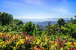 Flower Bed Forest Mountain And Blue Sky Stock Photo