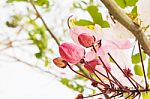 Flower Bunch Focused At Pink Bud On Nature Fresh Green Backgroun Stock Photo