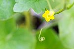 Flower Of Organic Agriculture Stock Photo