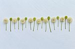 Flower On White Texture Background Stock Photo