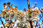 Flower  White  Blossom Spring Autumn Snow-like Cherry Stock Photo