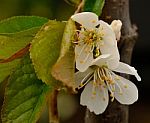 Flowering Lapins Cherry Tree Stock Photo