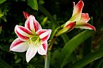 Flowering Lily In Summer In The Garden Stock Photo