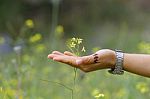 Flowers In A Woman's Hand In The Nature Stock Photo