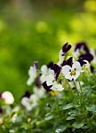 Flowers In The Small Garden, Blur Background Stock Photo