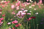 Flowers With Blue Sky Stock Photo