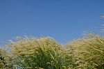 
Flowers
Waving Wind Blows Thee In The Daytime Sun, Flowers And Stock Photo