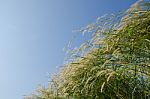 
Flowers
Waving Wind Blows Thee In The Daytime Sun, Flowers And Stock Photo