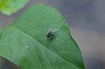Fly Stock Photo
