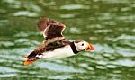 Flying Puffin Stock Photo