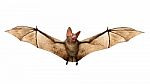 Flying Vampire Bat Isolated On White Background Stock Photo