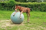 Foal Resting On A Parelli Ball Stock Photo