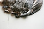 Four Adorable Funny Cute Kitten Cat's Tails And Leg Part Lay Down In Line. Feeling Sleep Well Happy Together With Family Stock Photo